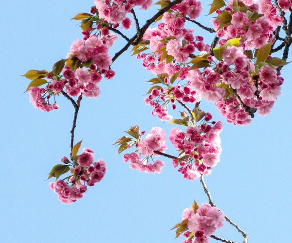 What to Write on a Flower Card — 50 Heartfelt Messages for Every Occasion